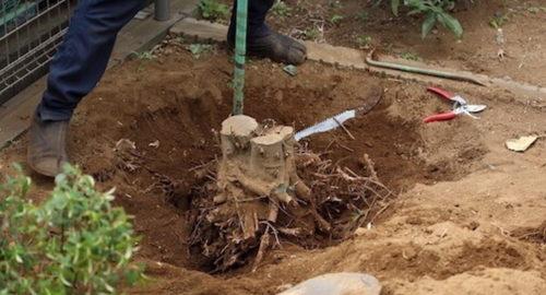 庭木の伐採・抜根